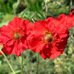 Avens Gravilate red (geum chiloense) Flower Seeds