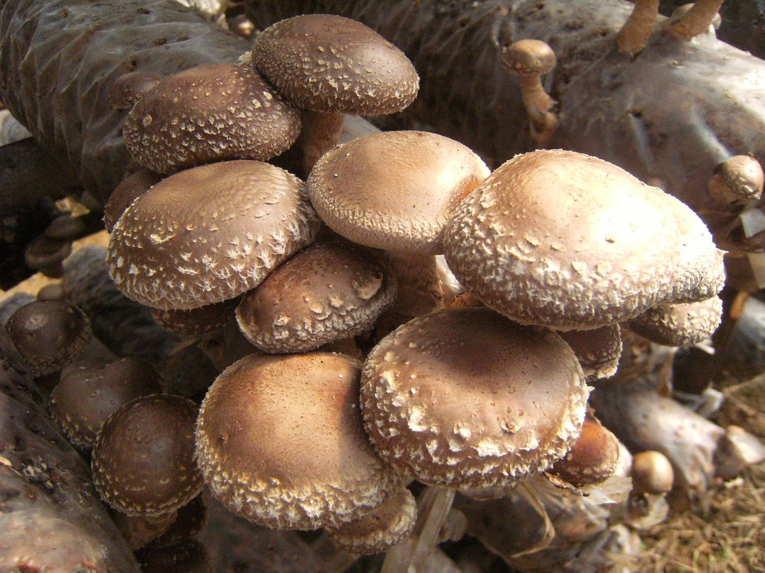 ◆mushroom◆ mqdefault.jpg