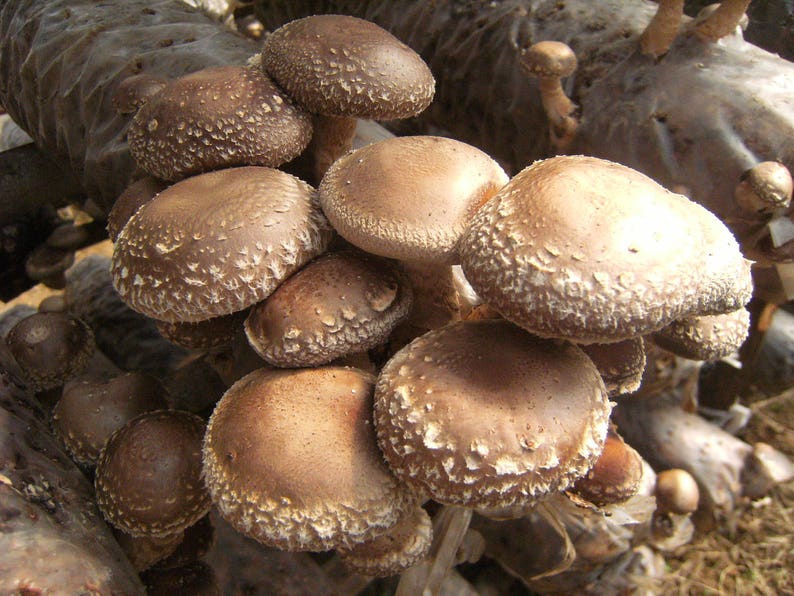 Shiitake Mushroom / Mycelium Spores Spawn Dried Seeds From Etsy