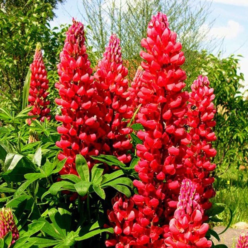 Peut inclure: Un groupe de fleurs de lupin rouge vif en pleine floraison. Les fleurs sont hautes et fines, avec une apparence délicate et plumeuse. Les lupins poussent dans un jardin, entourés d'une végétation luxuriante et verte.