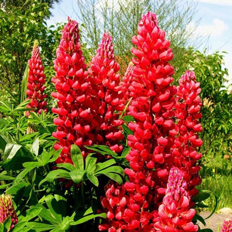 Flower Seeds Lupine Red Flame 1555 Etsy Canada
