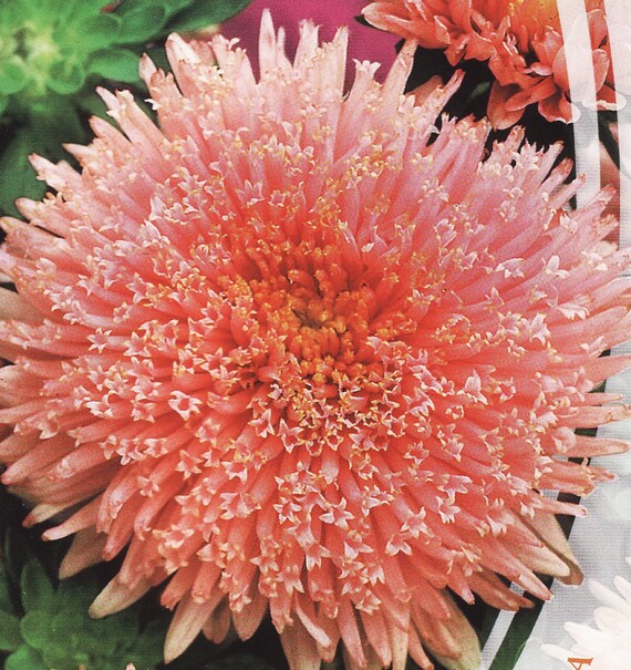 Aster Flower Seeds Princess Hella annual from Ukraine960 Etsy