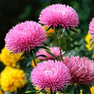 Aster Flower Seeds Rosalia annual from Ukraine#962