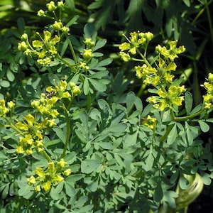 Seeds Herb Rue Organic Heirloom #549