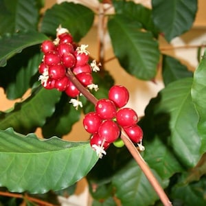 Coffee house tree Arabica seeds  /  228