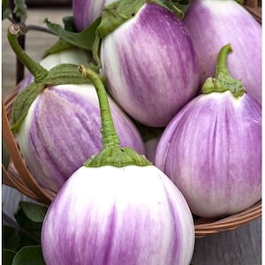 Aubergine Samen Globus