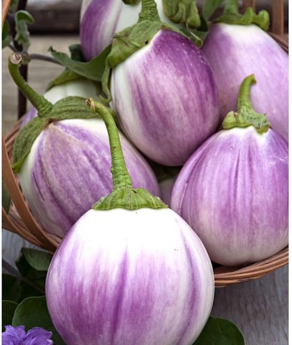 Eggplant Seeds Globe - Etsy