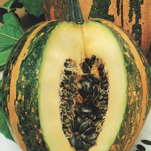 Pumpkin Seeds  Naked Seeds #1528