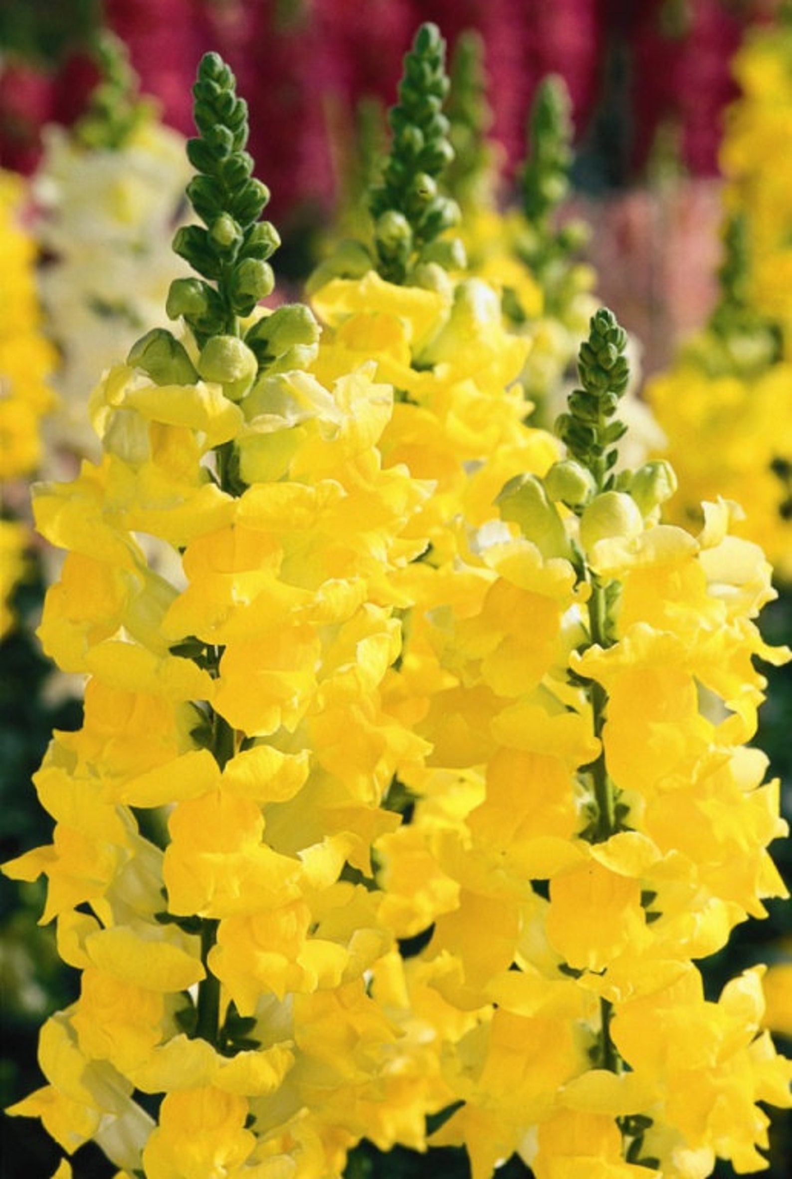 Львиный зев Yellow