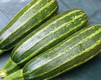 Semillas de calabacín, calabaza, zapallo, cebra, semillas de hortalizas tradicionales, arbusto, 25 SEMILLAS, n.° 1533