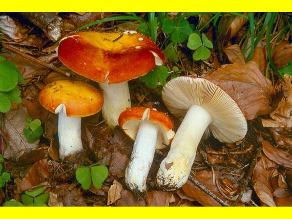 Mycelium ou champignon entier