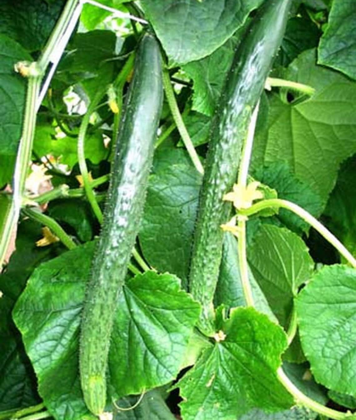 Cucumber Seeds Chinese Snake Vegetable seeds average early Etsy