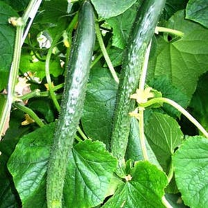 Semillas de pepino Semillas de verduras de serpiente china promedio tempranas #1821