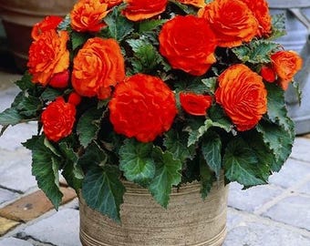Semilla de flor perenne Begonia Orange F1 Terry