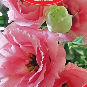 Eustoma / Lisianthus Rosie lavande rose F1 éponge grandiflora Graines de fleurs
