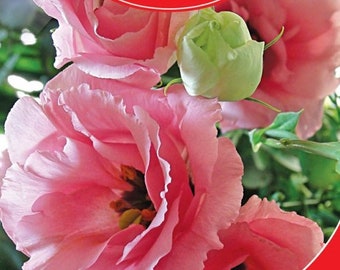 Eustoma / Lisianthus Rosie lavander pink F1 terry grandiflora Flower Seeds