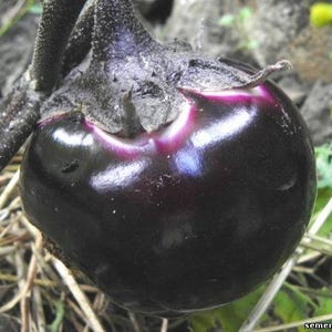 Aubergine Helios Heirloom Gemüsesamen aus der Ukraine
