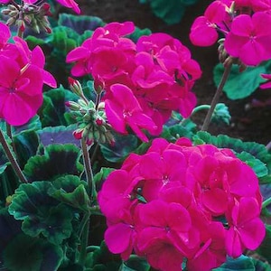 Puede incluir: Primer plano de una planta de geranio rosa vibrante con hojas verde oscuro. Las flores están en plena floración y crean una hermosa muestra de color.