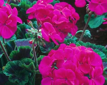 Flower Seeds Geranium Pelargonium Night Violet F1