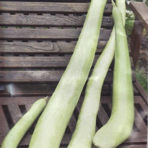 Lagenaria siceraria seeds Heirloom Vegetable Seed annuals#670