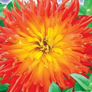 Zinnia God of fire Flower Seeds