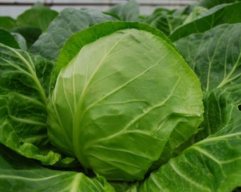 Puede incluir: Primer plano de una gran col verde con hojas apretadas.