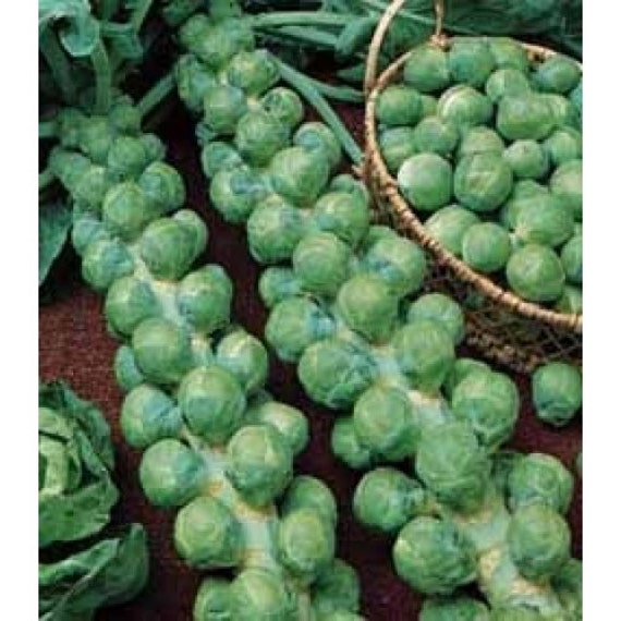 Cabbage Seeds Brussels Long Island Organic Heirloom Vegetable Etsy