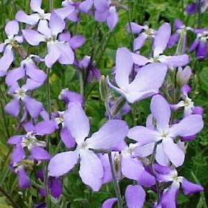 Matthiola bicornis Flower Seeds  from Ukraine #1245