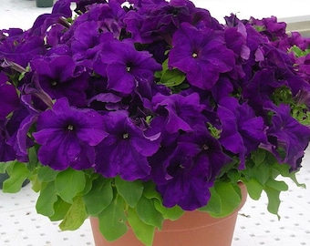 Semillas de flores de Petunia Isabel f1