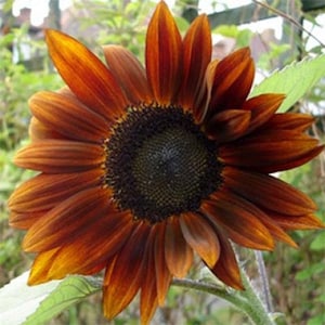 Sunflower Helianthus annuus Morning / Chocolate