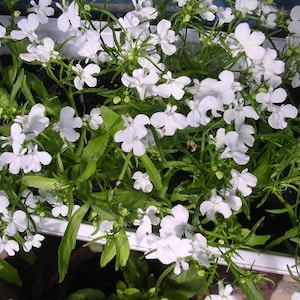 Lobelia White Flower seeds from Ukraine