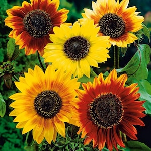 Sunflower decorative Autumn Beauty Flower Seeds