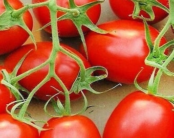 Semilla de tomate Spark temprana
