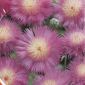 Flower Seeds Centaurea Royal Purple (Vasylek)