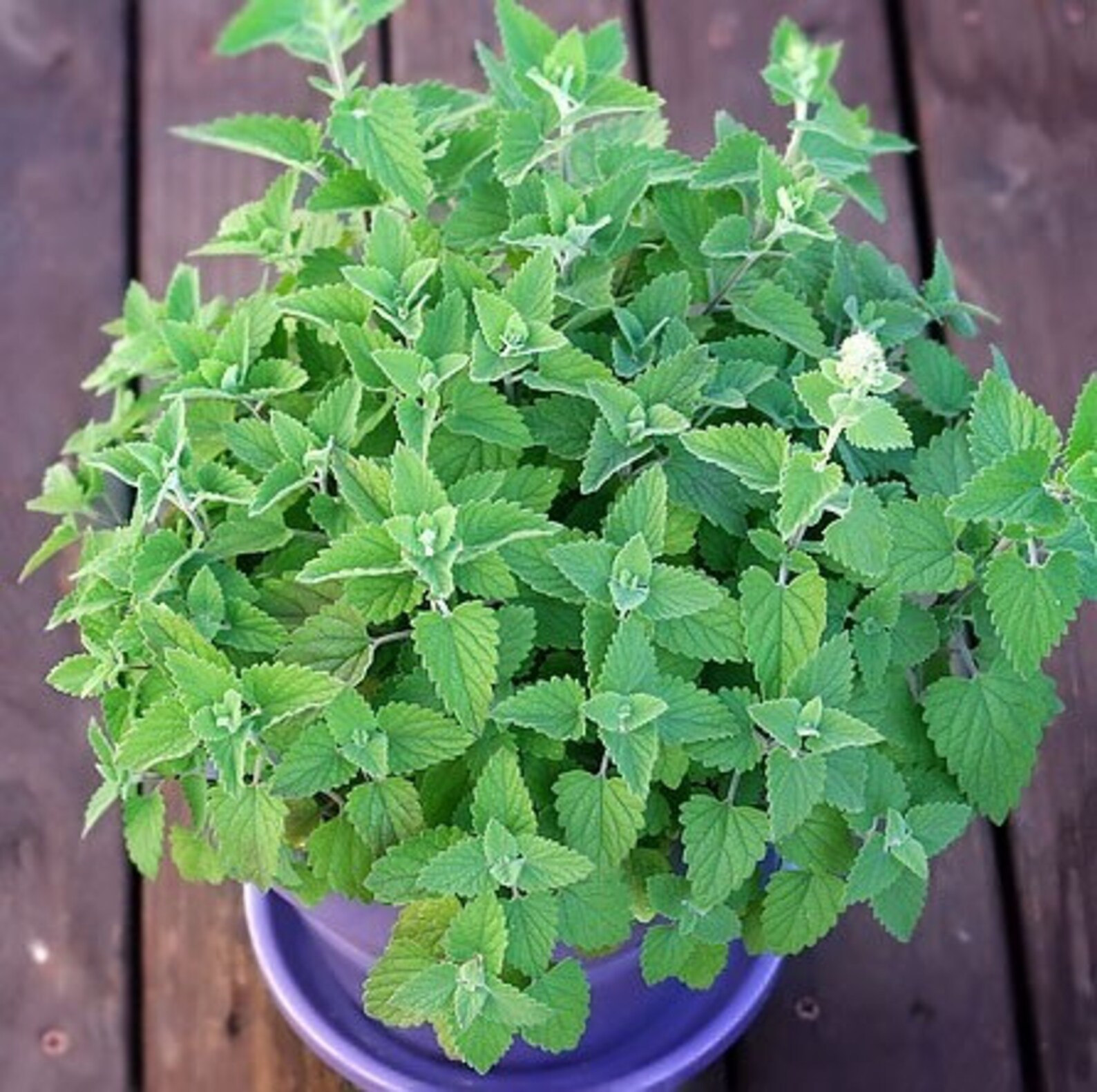 Seeds Herb Lemon Catnip Organic Russian Heirloom Herb Seed Etsy