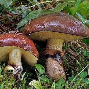 Champignon Suillus luteus (huileux) / Spores de mycélium fraye des graines séchées