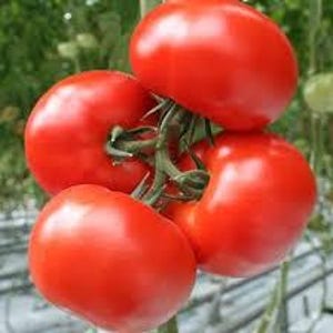 Tomato Slavic Seeds masterpiece Vegetable Seeds average early