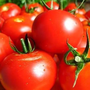 Könnte beinhalten: Nahaufnahme einer Gruppe reifer roter Tomaten. Die Tomaten sind in einer Schüssel angeordnet und bereit zum Verzehr.