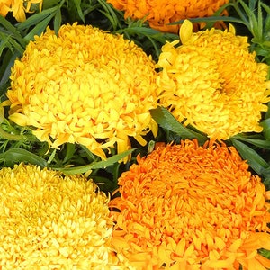 Semillas de flores de caléndula fantástica (TAgetes erecta)