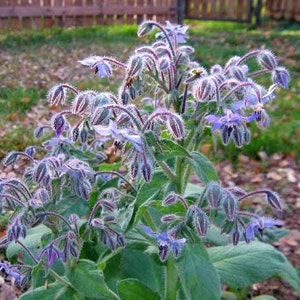 Borage Cucumber Grass Seeds Herb Borago Officinalis Organic  Heirloom Herb Seed #674