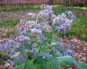 Puede incluir: Primer plano de un grupo de flores de borraja azules con capullos morados. Las flores están floreciendo en un tallo verde con hojas peludas.