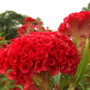 Celosia Flower seeds Bullfighter