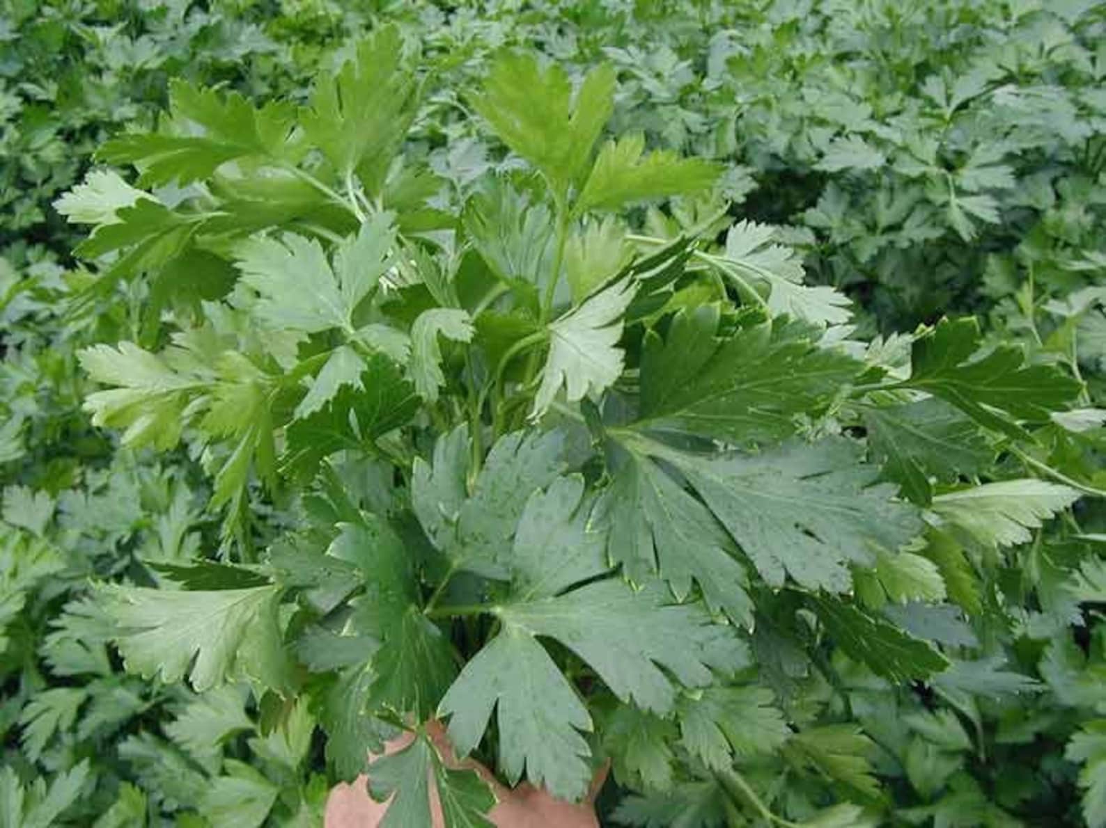 Parsley Seed Giant Italy Etsy