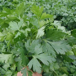 Könnte beinhalten: Ein Bund frischer grüner Petersilienblätter.
