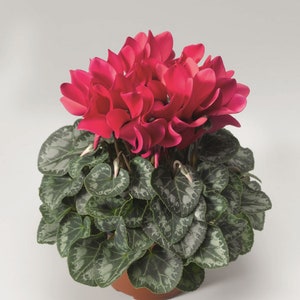 Cyclamen persicum Gaby F1 image 1