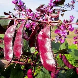 Hyacintbonen * Dolichos lablab* Purple Flower Seeds