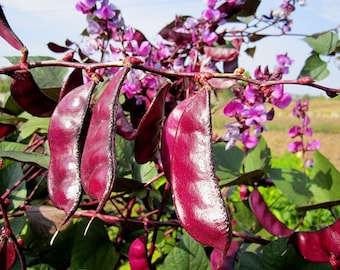 Hyacinth beans *Dolichos lablab* Purple Flower Seeds