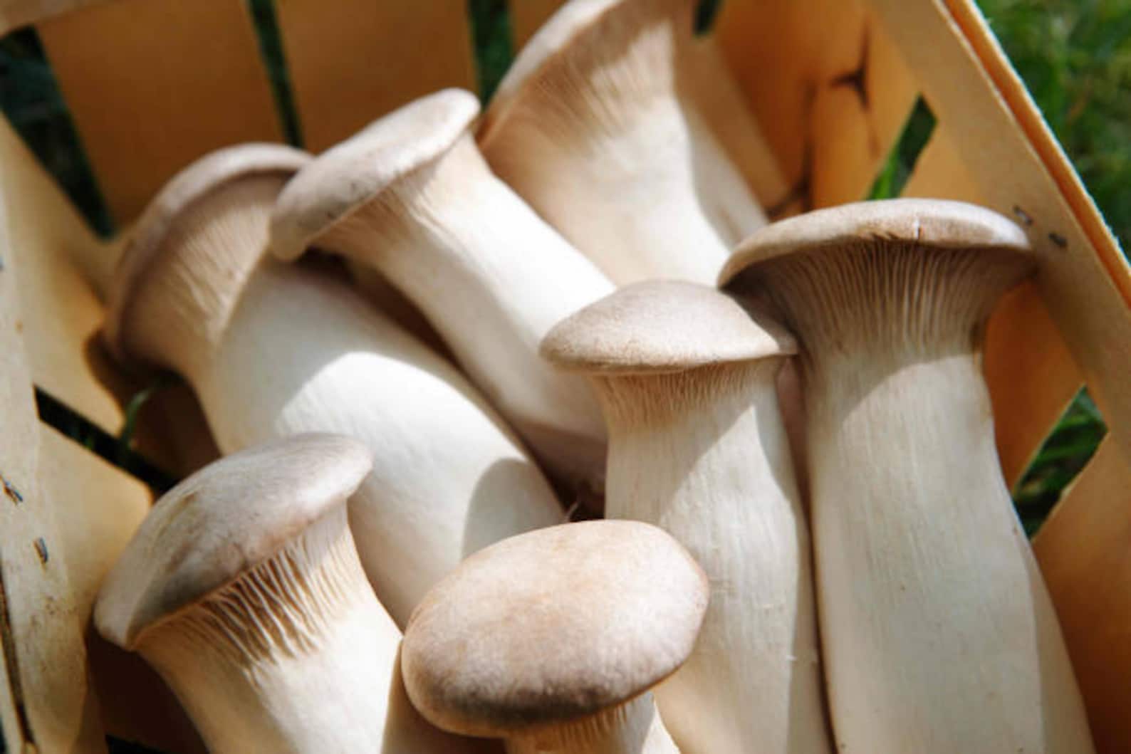 Pleurotus eryngii Huître royale Champignons / Spores de Etsy France