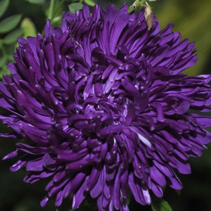 Aster Flower Seeds Perce annuals from Ukraine #751