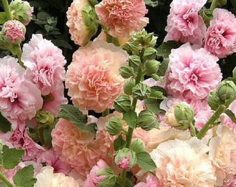 Mallow Terry Apple Blossom (Althaea rosea) from Ukraine